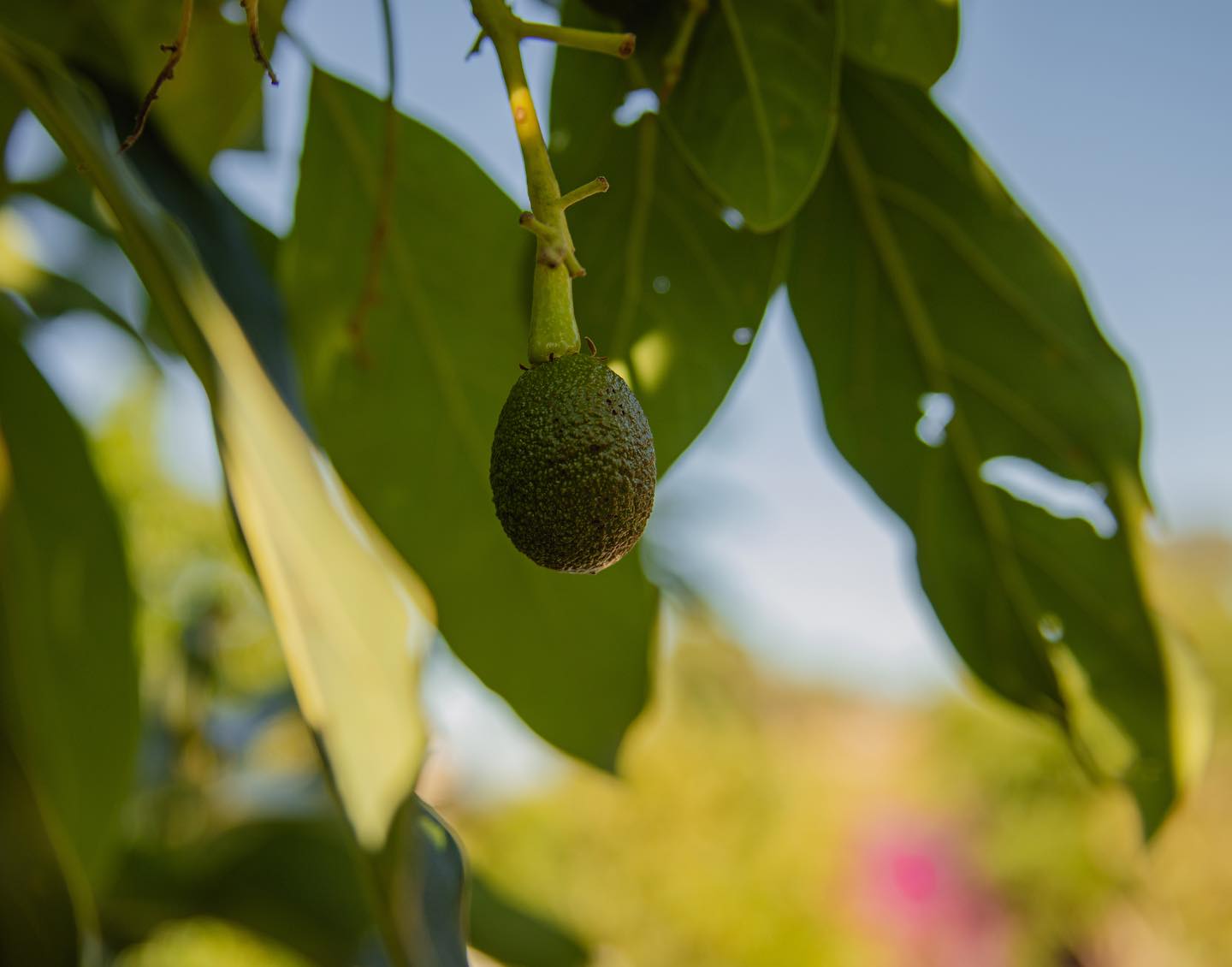 Avocado Bliss Retreat