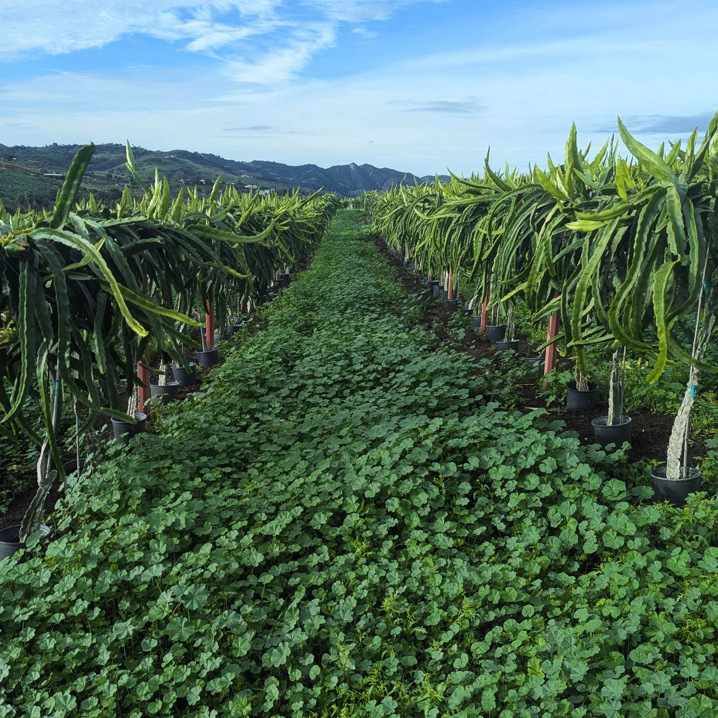 Fortule Farms