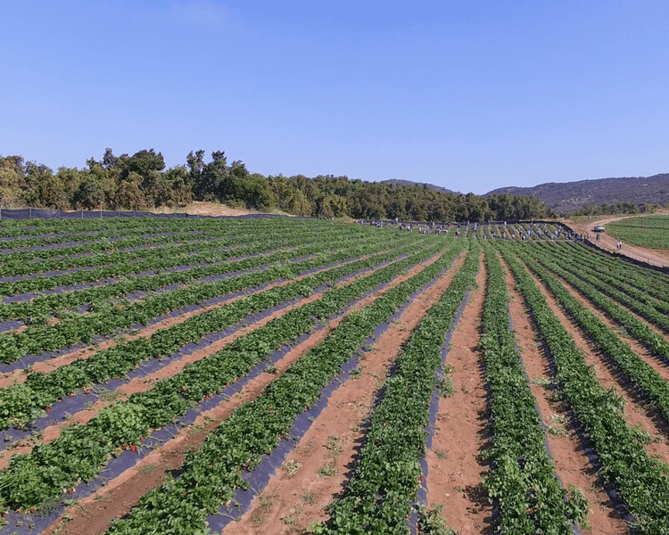 Stehly Farms